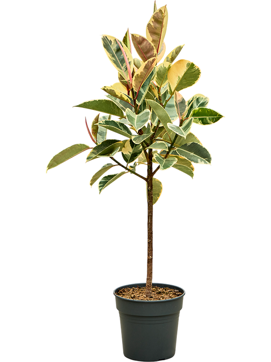 Planta naturala de interior Stem D65xH140cm Ficus elastica 'Tineke' PS30/27cm in pamant