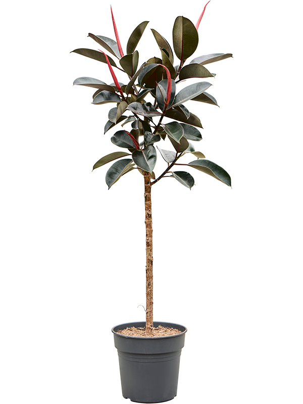 Planta naturala de interior Stem D65xH150cm Ficus elastica 'Burgundy' PS30/27cm in pamant