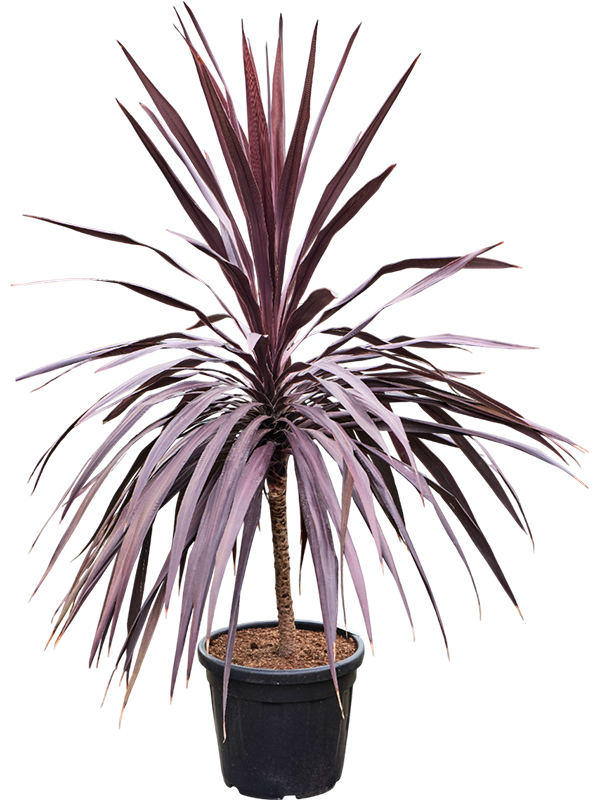 Planta naturala de interior Stem D65xH170cm Cordyline australis 'Burgundy' (160-180) PS40/34cm in pamant