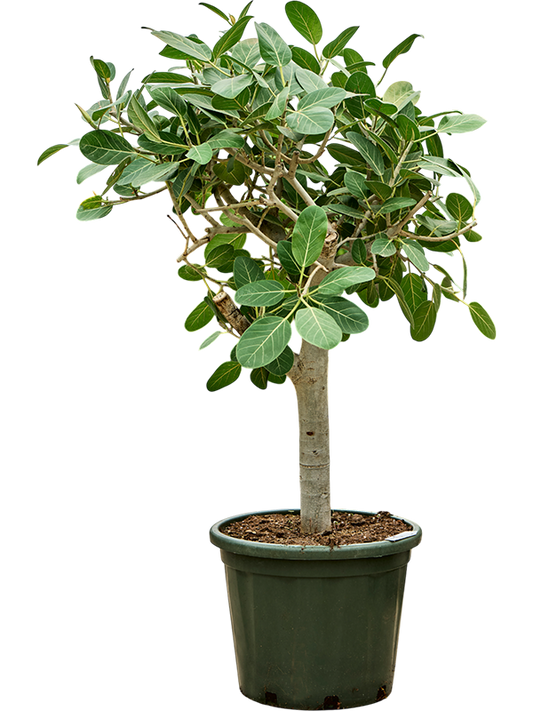 Planta naturala de interior Stem D70xH120cm Ficus benghalensis 'Audrey' PS45/42cm in pamant