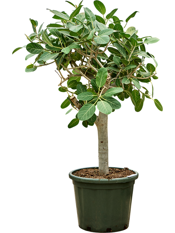 Planta naturala de interior Stem D70xH120cm Ficus benghalensis 'Audrey' PS45/42cm in pamant