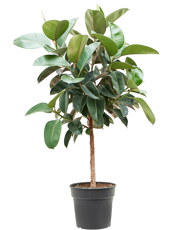 Planta naturala de interior Stem D70xH120cm Ficus elastica 'Robusta' PS30/27cm in pamant