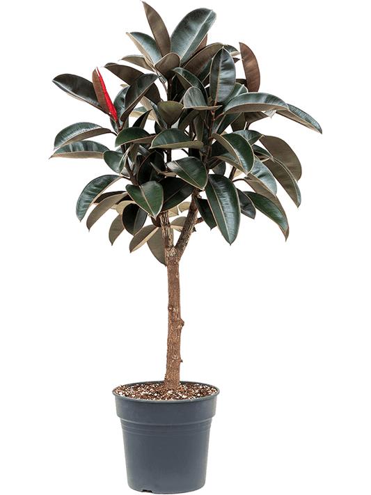 Planta naturala de interior Stem D70xH130cm Ficus elastica 'Abidjan' PS30/27cm in pamant