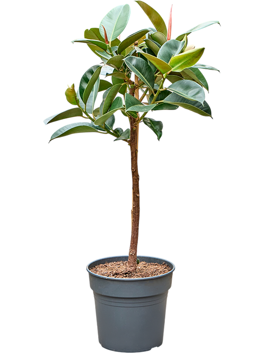Planta naturala de interior Stem D70xH130cm Ficus elastica 'Robusta' PS30/27cm in pamant