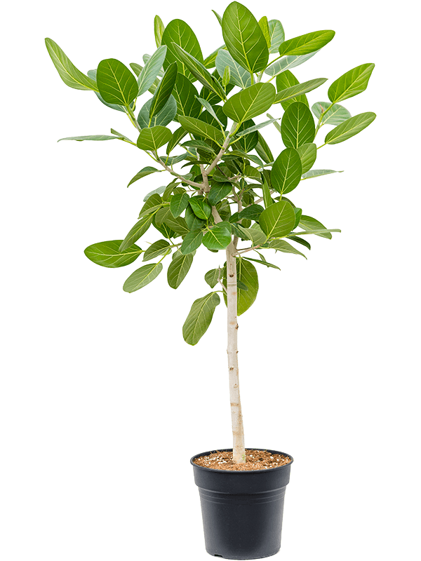 Planta naturala de interior Stem D70xH140cm Ficus benghalensis 'Audrey' PS30/27cm in pamant