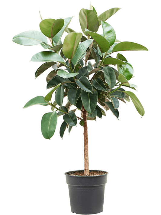 Planta naturala de interior Stem D70xH140cm Ficus elastica 'Robusta' PS30/27cm in pamant