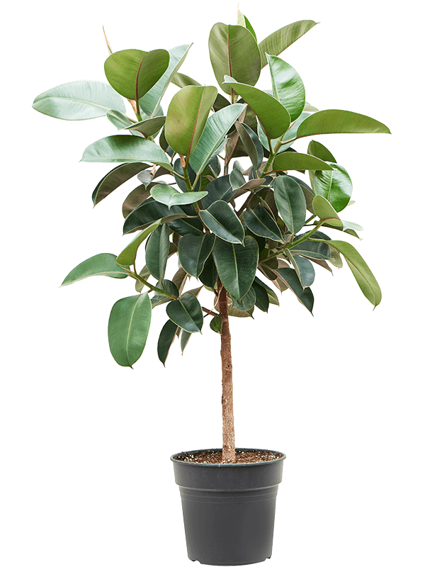 Planta naturala de interior Stem D70xH140cm Ficus elastica 'Robusta' PS30/27cm in pamant