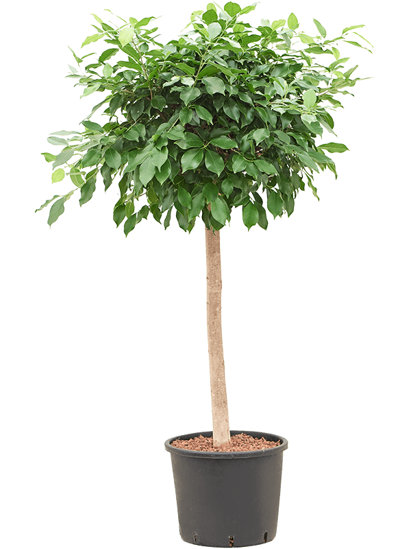 Planta naturala de interior Stem D70xH140cm Ficus microcarpa ‘Nitida’ P30/26cm in hidrogranule