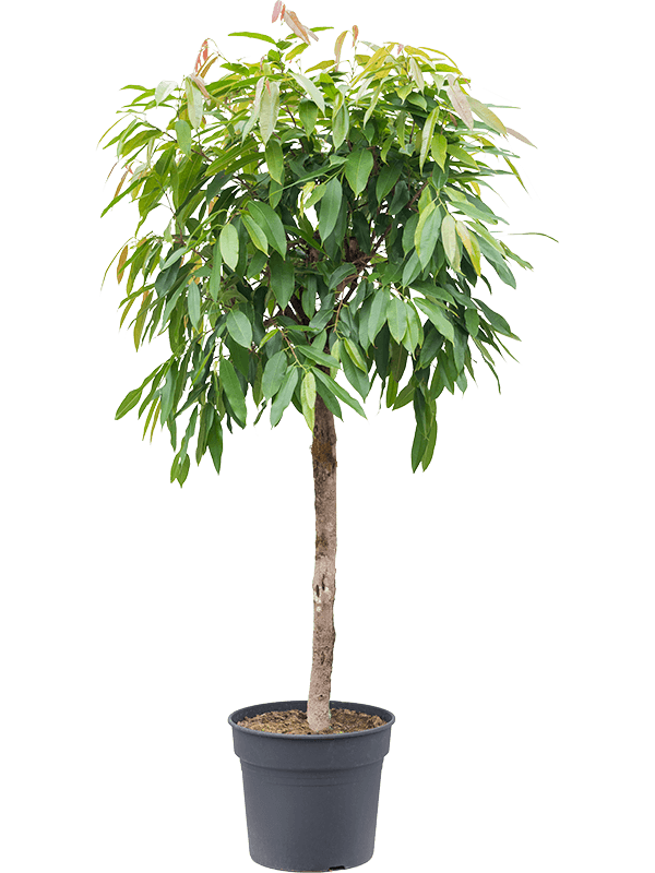 Planta naturala de interior Stem D70xH150cm Ficus binnendijkii 'Amstel King' PS34/34cm in pamant