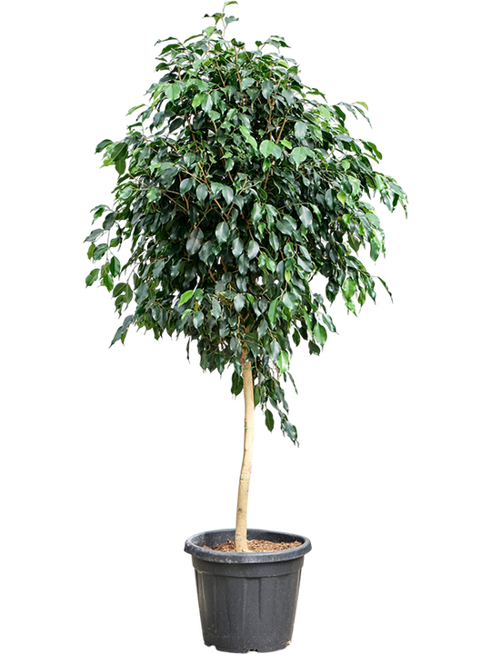 Planta naturala de interior Stem D70xH155cm Ficus benjamina 'Danielle' (140-150) PS36/32cm in pamant