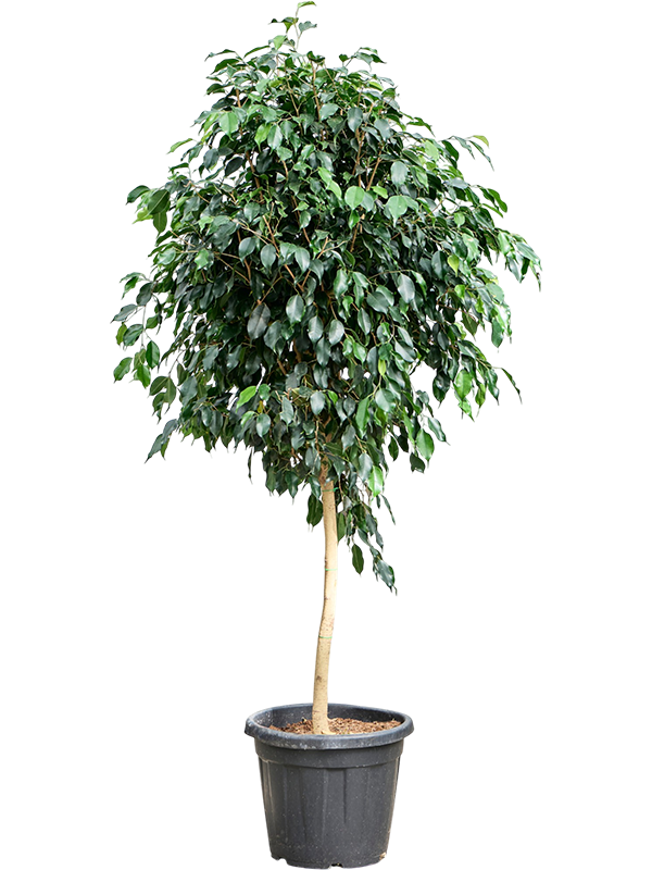 Planta naturala de interior Stem D70xH155cm Ficus benjamina &