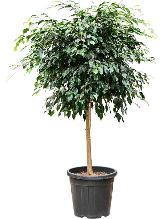 Planta naturala de interior Stem D70xH155cm Ficus benjamina 'Danielle' (140-150) PS36/32cm in pamant