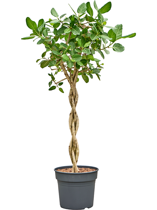 Planta naturala de interior Stem D70xH160cm Ficus benghalensis 'Audrey' PS38/32cm in pamant