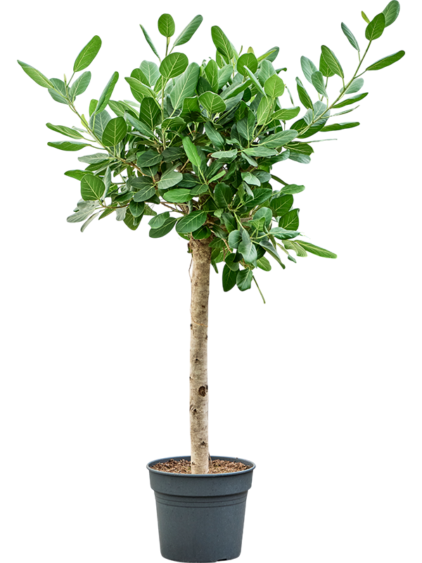 Planta naturala de interior Stem D70xH170cm Ficus benghalensis 'Audrey' PS38/32cm in pamant