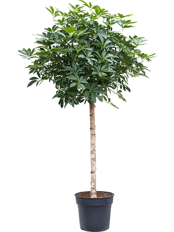 Planta naturala de interior Stem D70xH170cm Schefflera arboricola 'Compacta' PS34/30cm in pamant