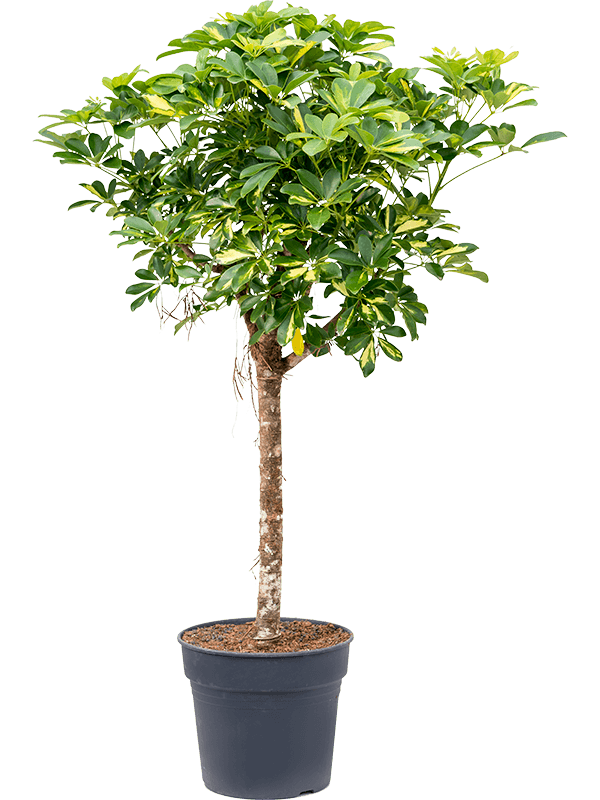 Planta naturala de interior Stem D70xH170cm Schefflera arboricola 'Gold Capella' PS34/30cm in pamant