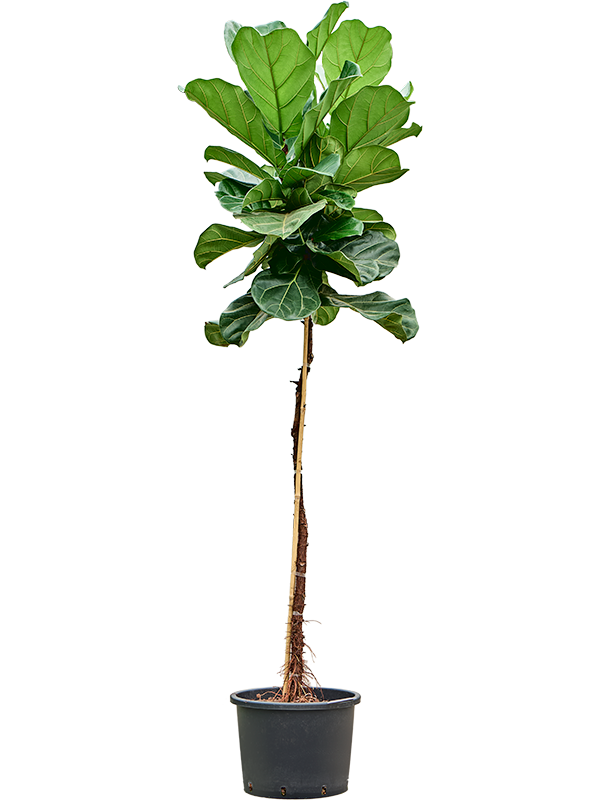 Planta naturala de interior Stem D70xH180cm Ficus lyrata P35/28cm in hidrogranule