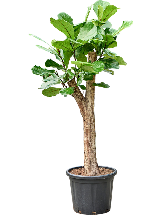 Planta naturala de interior Stem D70xH180cm Ficus lyrata PS44/40cm in pamant
