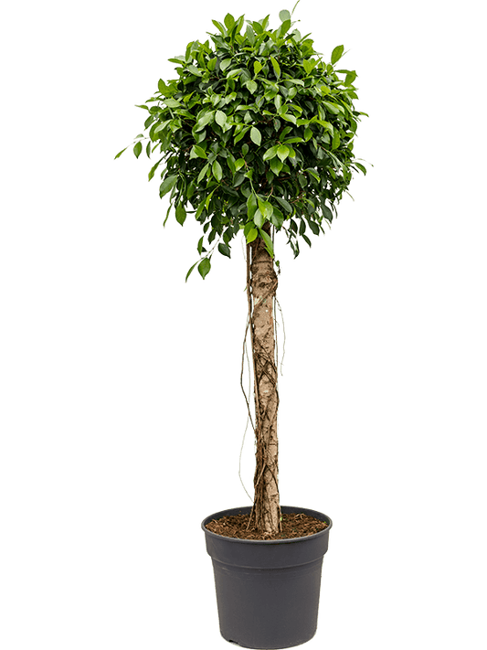 Planta naturala de interior Stem D70xH180cm Ficus microcarpa ‘Nitida’ PS38/32cm in pamant