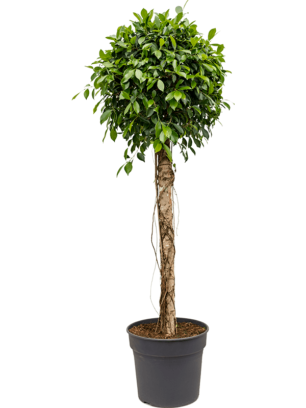 Planta naturala de interior Stem D70xH180cm Ficus microcarpa ‘Nitida’ PS38/32cm in pamant