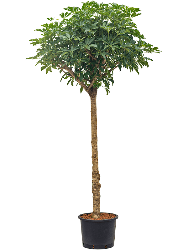 Planta naturala de interior Stem D70xH180cm Schefflera arboricola 'Compacta' P32/26cm in hidrogranule