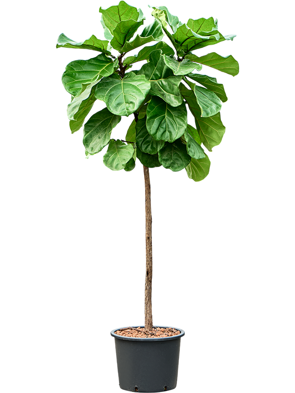 Planta naturala de interior Stem D70xH190cm Ficus lyrata P32/26cm in hidrogranule