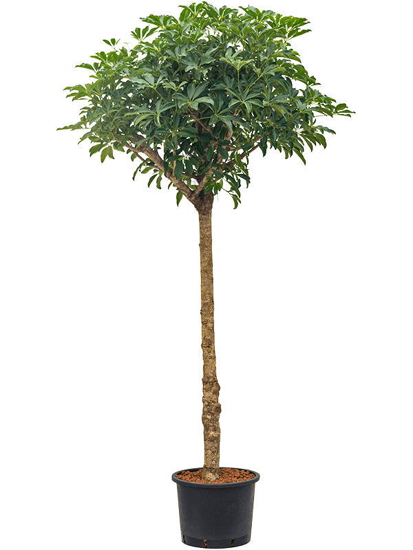 Planta naturala de interior Stem D70xH190cm Schefflera arboricola 'Compacta' P32/26cm in hidrogranule