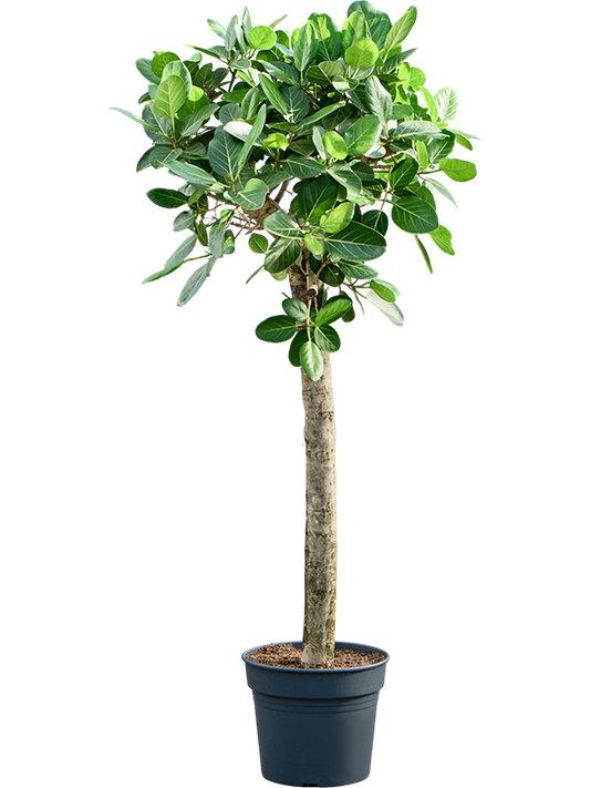 Planta naturala de interior Stem D70xH200cm Ficus benghalensis 'Audrey' PS38/32cm in pamant