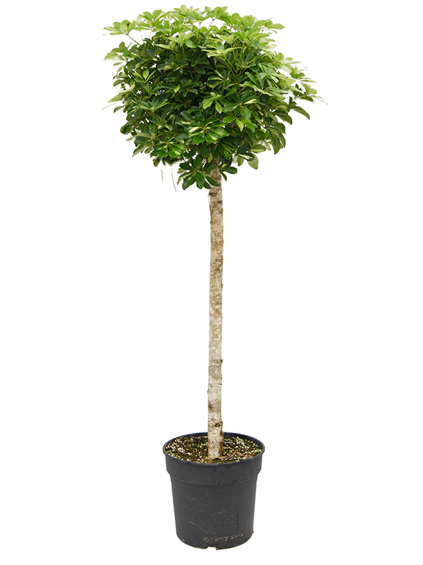 Planta naturala de interior Stem D70xH200cm Schefflera arboricola 'Gold Capella' PS38/34cm in pamant