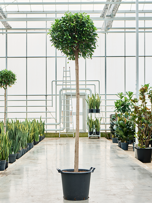 Planta naturala de interior Stem D70xH220cm Ficus microcarpa ‘Nitida’ PS45/37cm in pamant