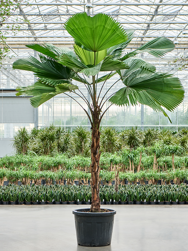 Planta naturala de interior Stem D125xH300cm Licuala grandis PS55/34cm in pamant