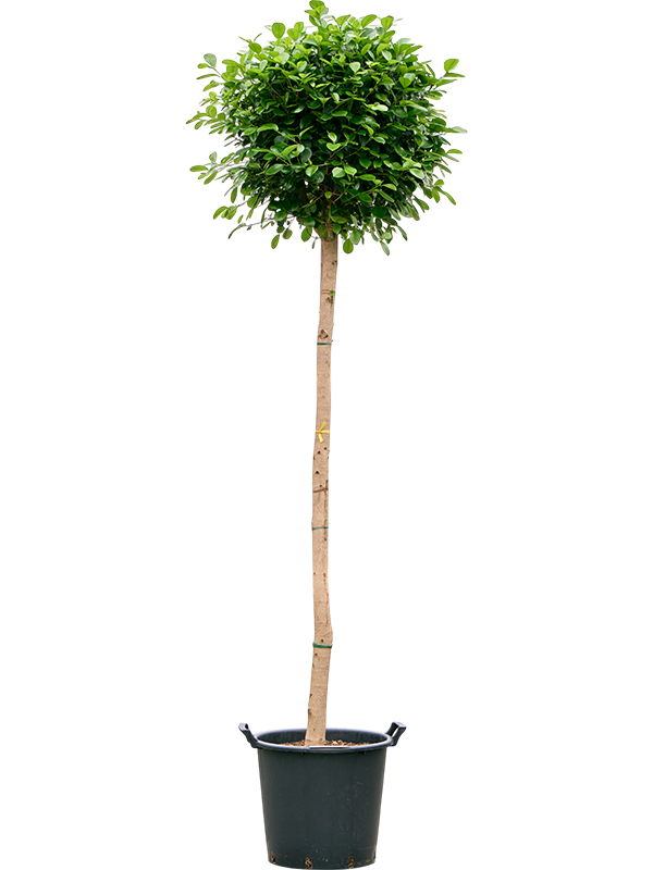 Planta naturala de interior Stem D70xH235cm Ficus microcarpa 'Moclame' PS45/37cm in pamant