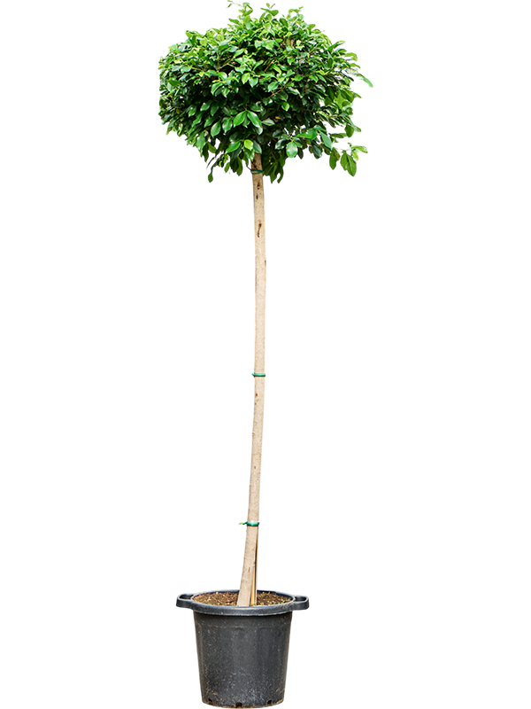 Planta naturala de interior Stem D70xH280cm Ficus microcarpa 'Nitida' PS46/44cm in pamant