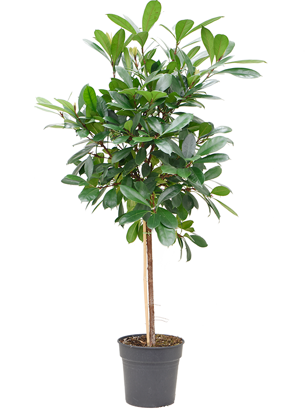 Planta naturala de interior Stem D75xH130cm Ficus cyathistipula PS30/27cm in pamant