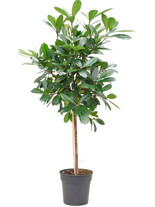 Planta naturala de interior Stem D75xH140cm Ficus cyathistipula PS30/27cm in pamant