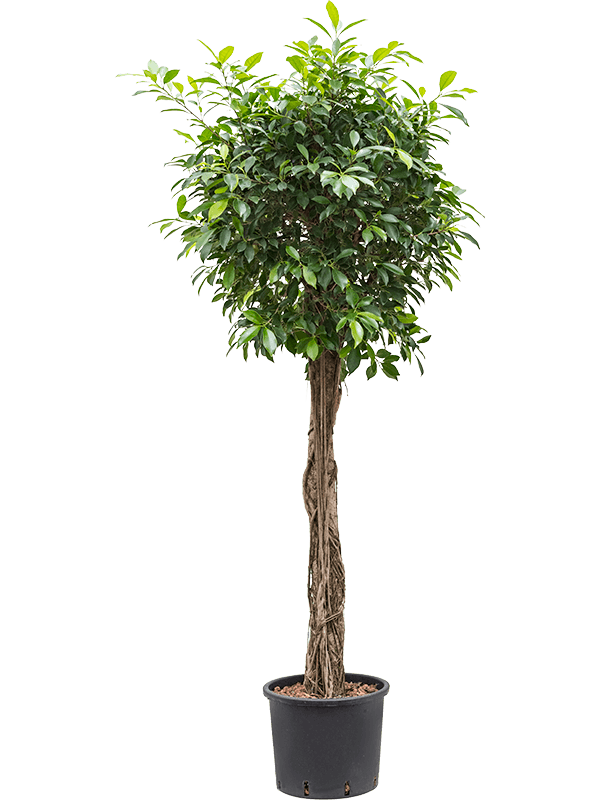 Planta naturala de interior Stem D75xH170cm Ficus microcarpa ‘nitida’ P28/24cm in hidrogranule