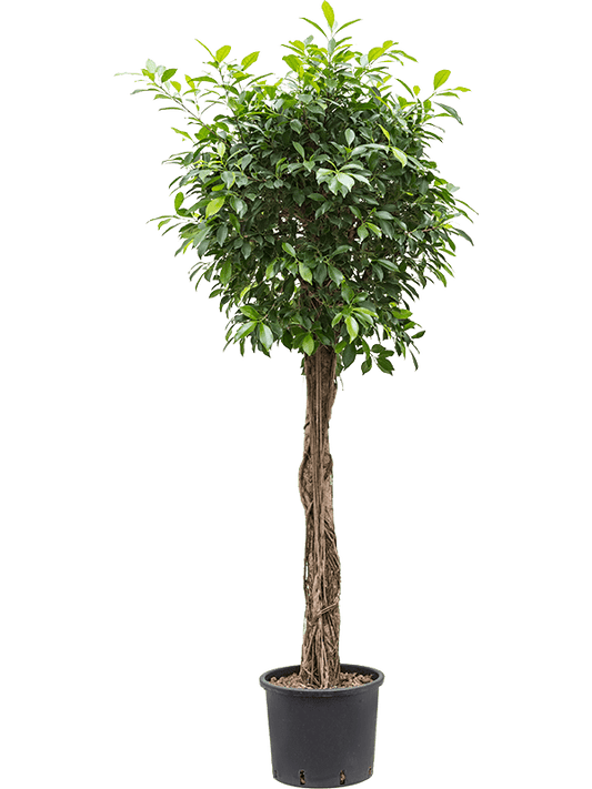 Planta naturala de interior Stem D75xH170cm Ficus microcarpa ‘nitida’ P28/24cm in hidrogranule