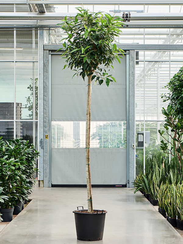 Planta naturala de interior Stem D75xH325cm Ficus bellingeri PS55/44cm in pamant