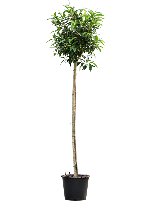 Planta naturala de interior Stem D75xH325cm Ficus bellingeri PS55/44cm in pamant