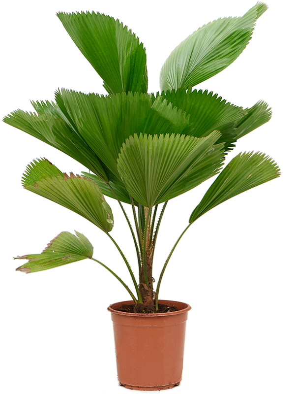 Planta naturala de interior Stem D80xH100cm Licuala grandis PS25/22cm in pamant