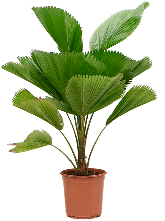 Planta naturala de interior Stem D80xH100cm Licuala grandis PS25/22cm in pamant