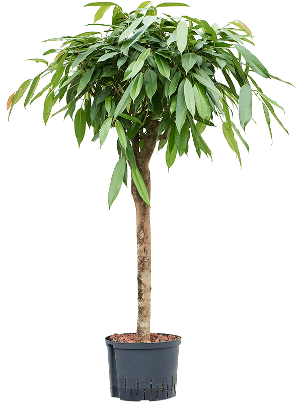 Planta naturala de interior Stem D80xH120cm Ficus binnendijkii 'Amstel King' P25/19cm in hidrogranule