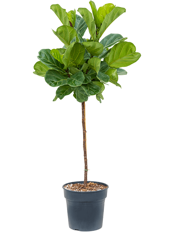 Planta naturala de interior Stem D80xH130cm Ficus lyrata PS30/27cm in pamant