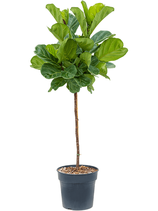 Planta naturala de interior Stem D80xH130cm Ficus lyrata PS30/27cm in pamant