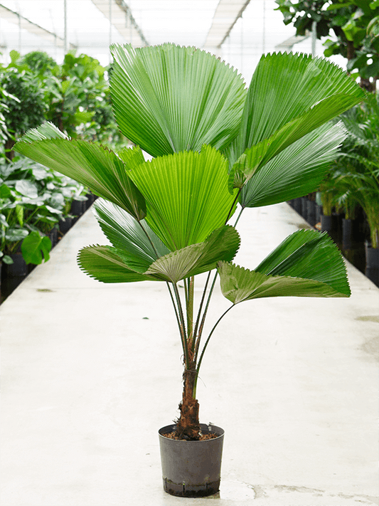 Planta naturala de interior Stem D80xH135cm Licuala grandis P22/19cm in hidrogranule