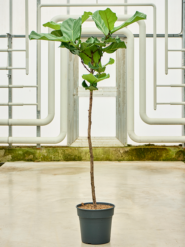 Planta naturala de interior Stem D80xH140cm Ficus lyrata PS30/27cm in pamant