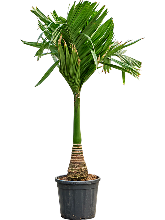 Planta naturala de interior Stem D80xH160cm Areca catechu dwarf (150-170) PS33/31cm in pamant