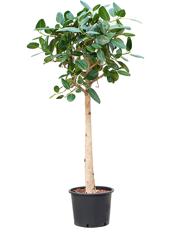Planta naturala de interior Stem D80xH160cm Ficus benghalensis 'Audrey' P32/26cm in hidrogranule