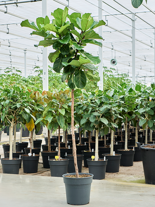 Planta naturala de interior Stem D80xH160cm Ficus lyrata PS30/27cm in pamant