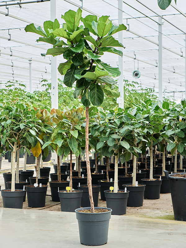 Planta naturala de interior Stem D80xH160cm Ficus lyrata PS30/27cm in pamant